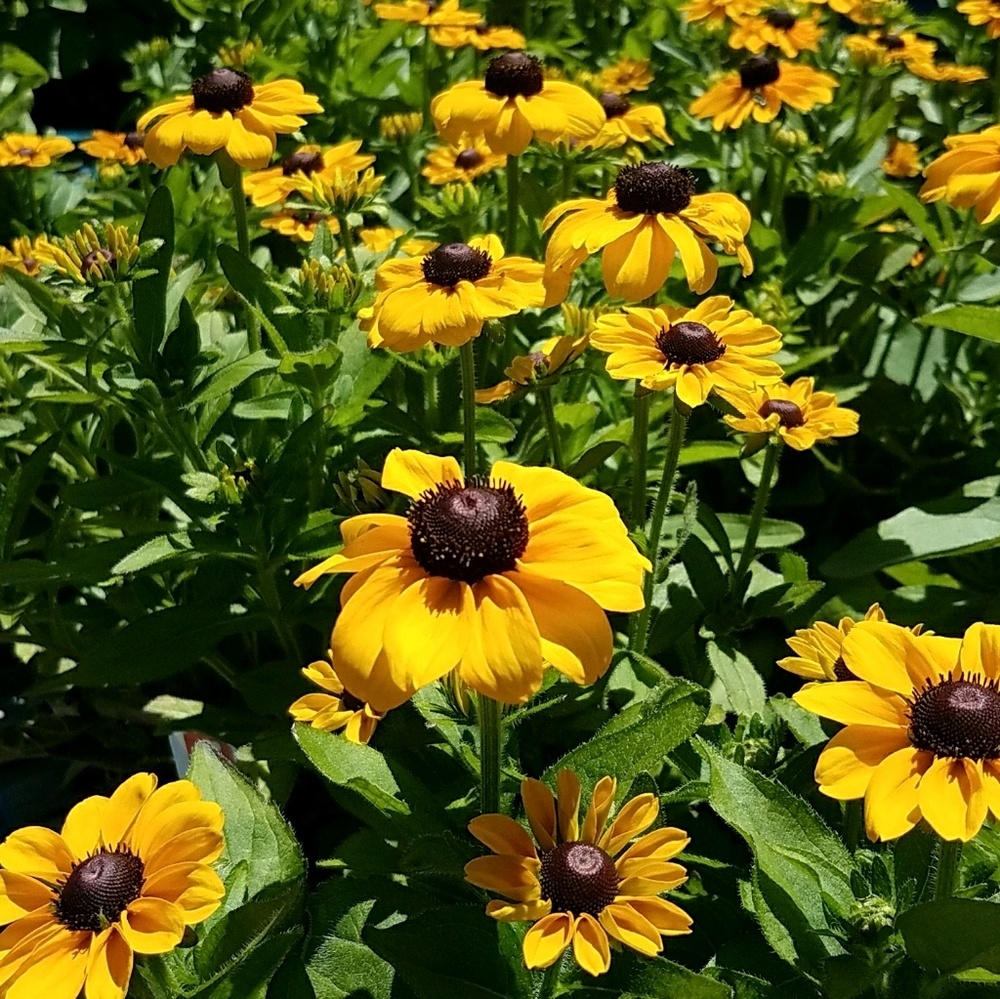 Meet your Posher, Brynn